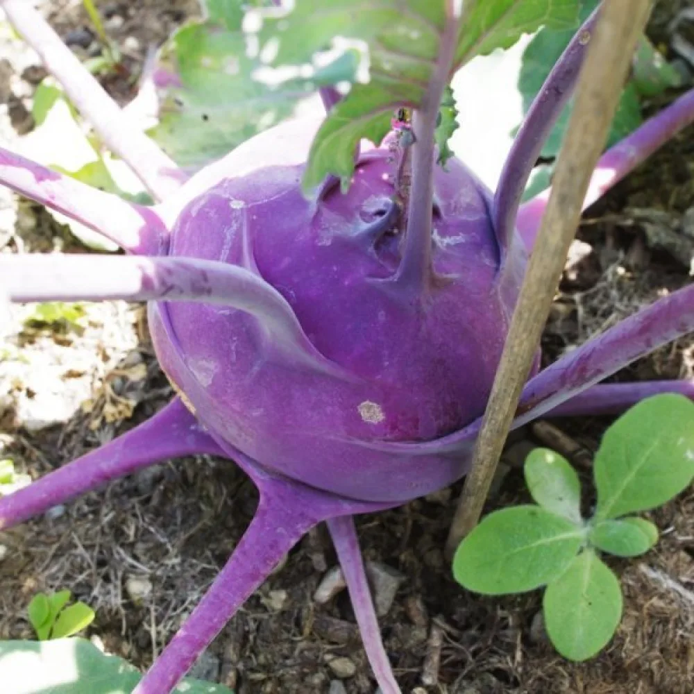 Kålrabbi 'Purple Vienna'