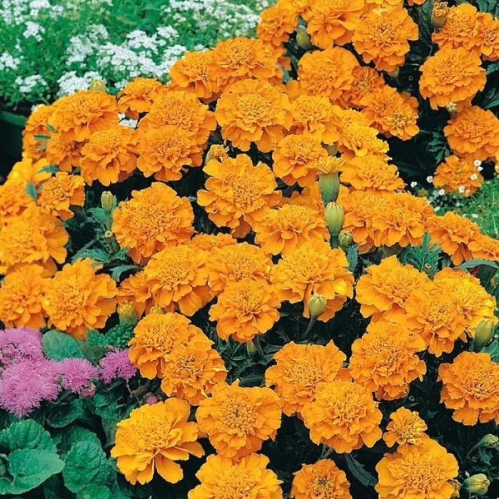 Fransk tagetes 'Petite Orange'