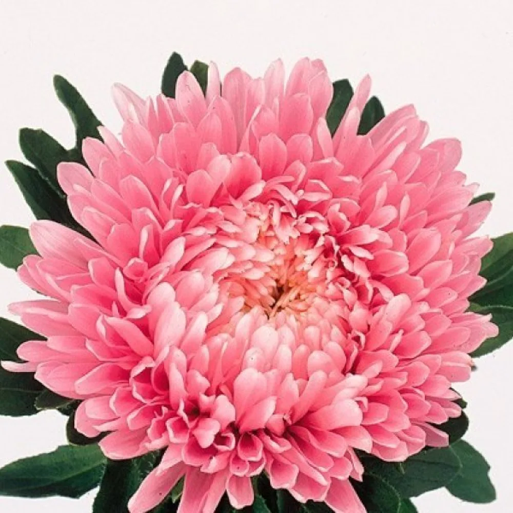 Sommaraster Pompon – laxröd
