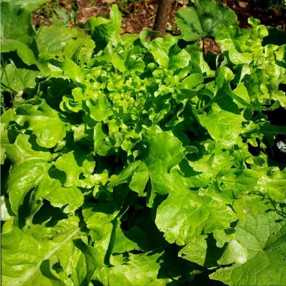 Babyleaf-sallad 'Bionda a Foglia di Quercia'