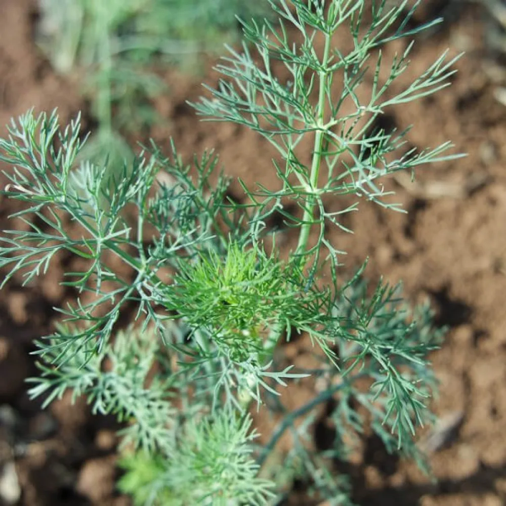 Dill 'Ambrozja'