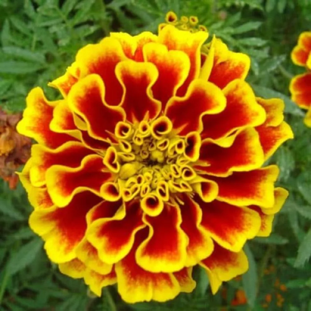 Fransk tagetes 'Yellow Brocade'