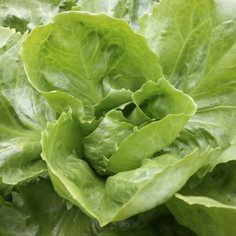 Endivia 'Geante'
