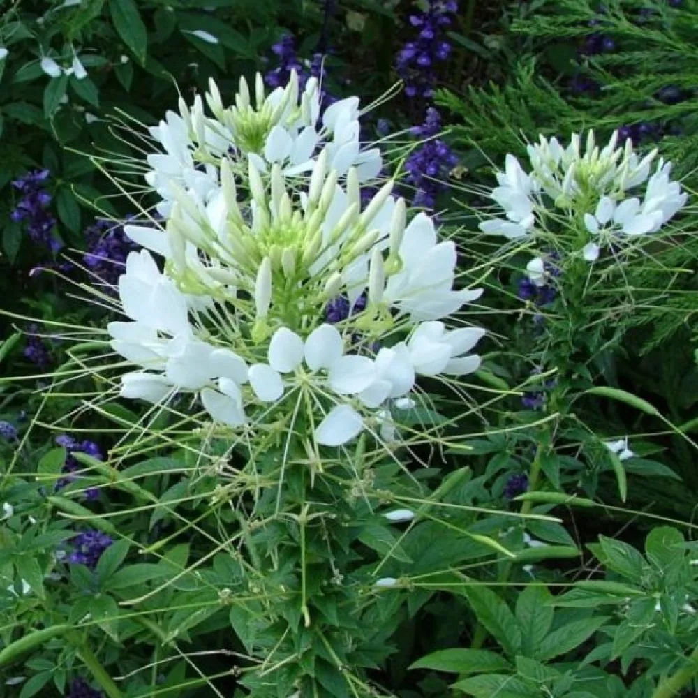 Paradisblomster 'White Queen'