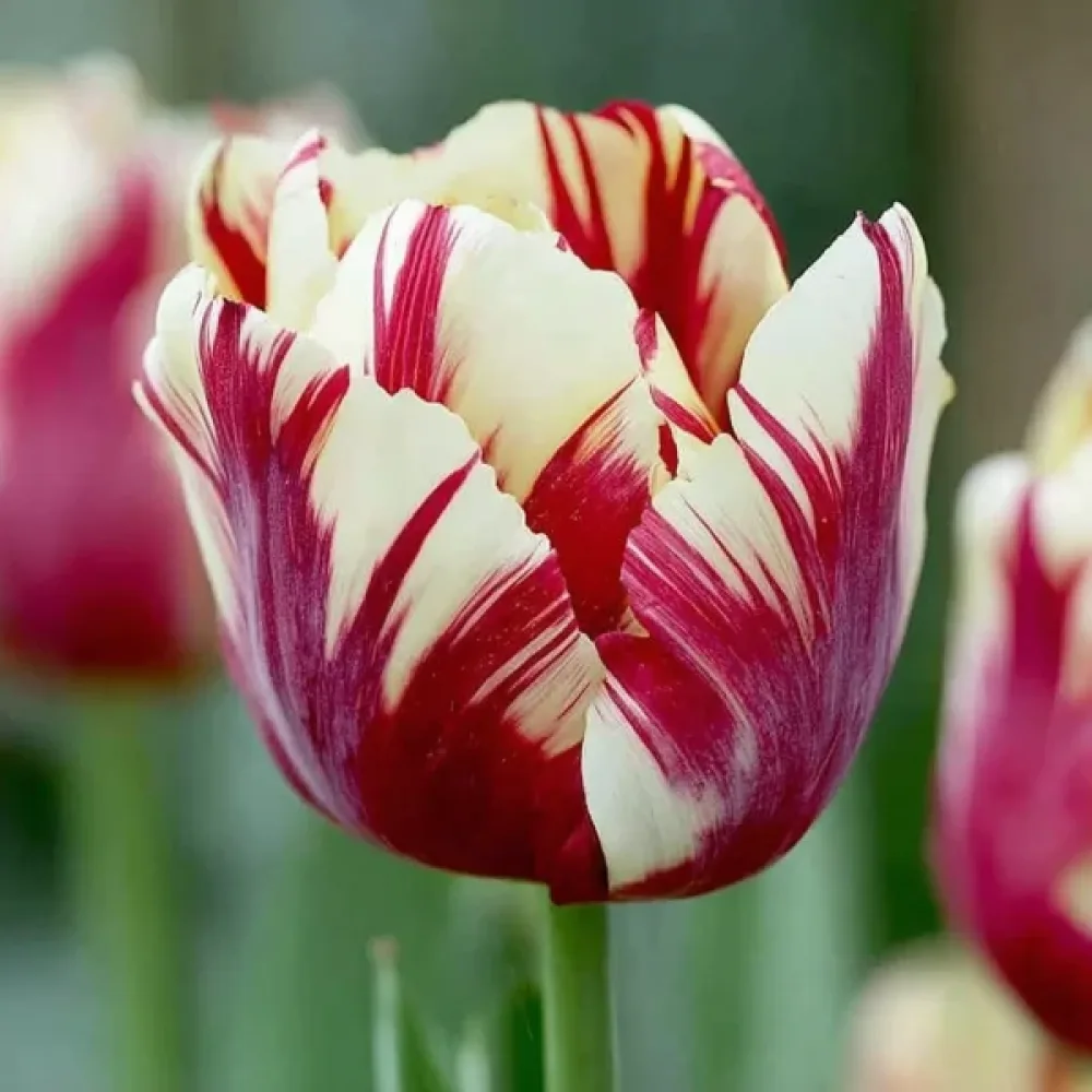 Tulpan 'Grand Perfection'