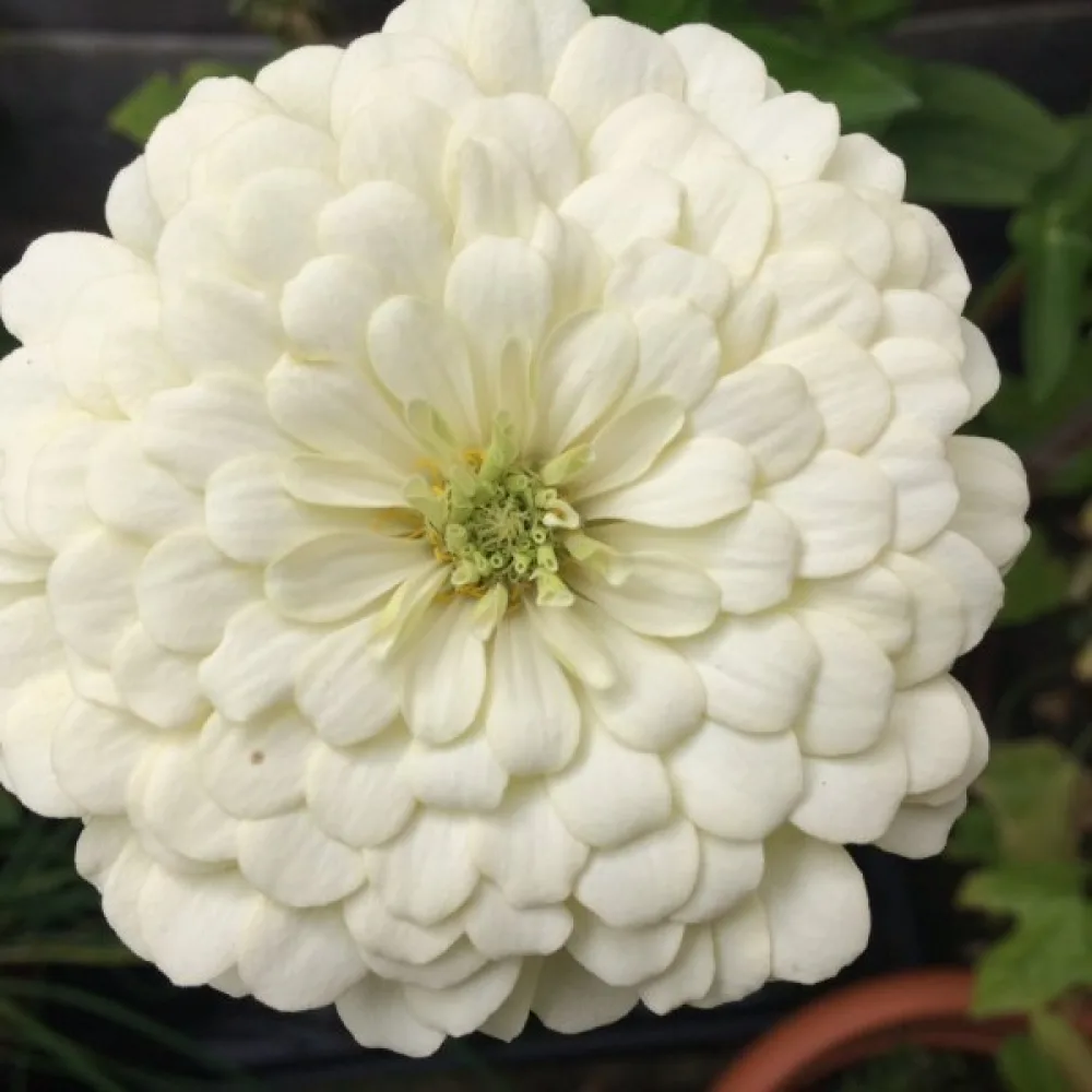 Zinnia 'Polar Bear'