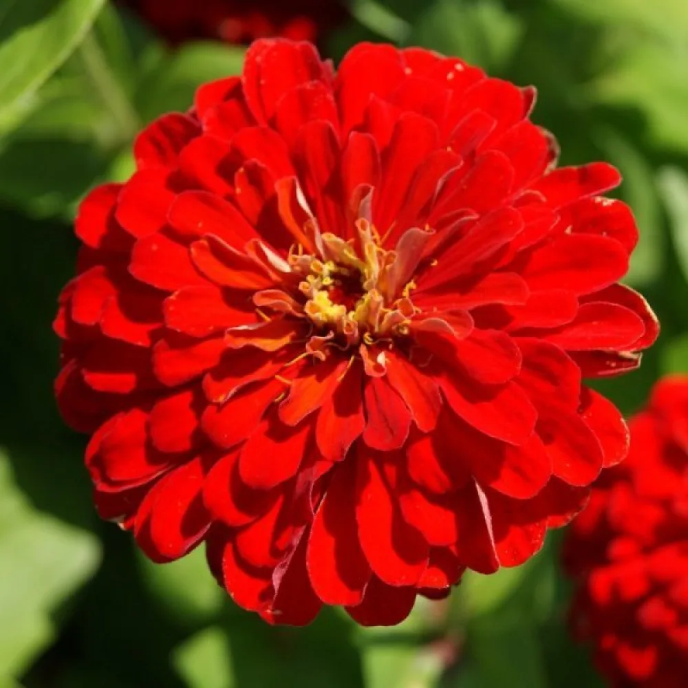 Zinnia 'Super Yoga Red'