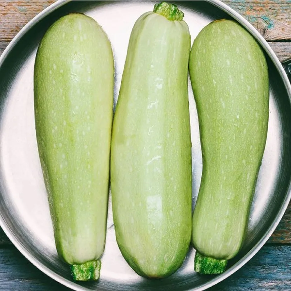 Zucchini 'Greta F1'