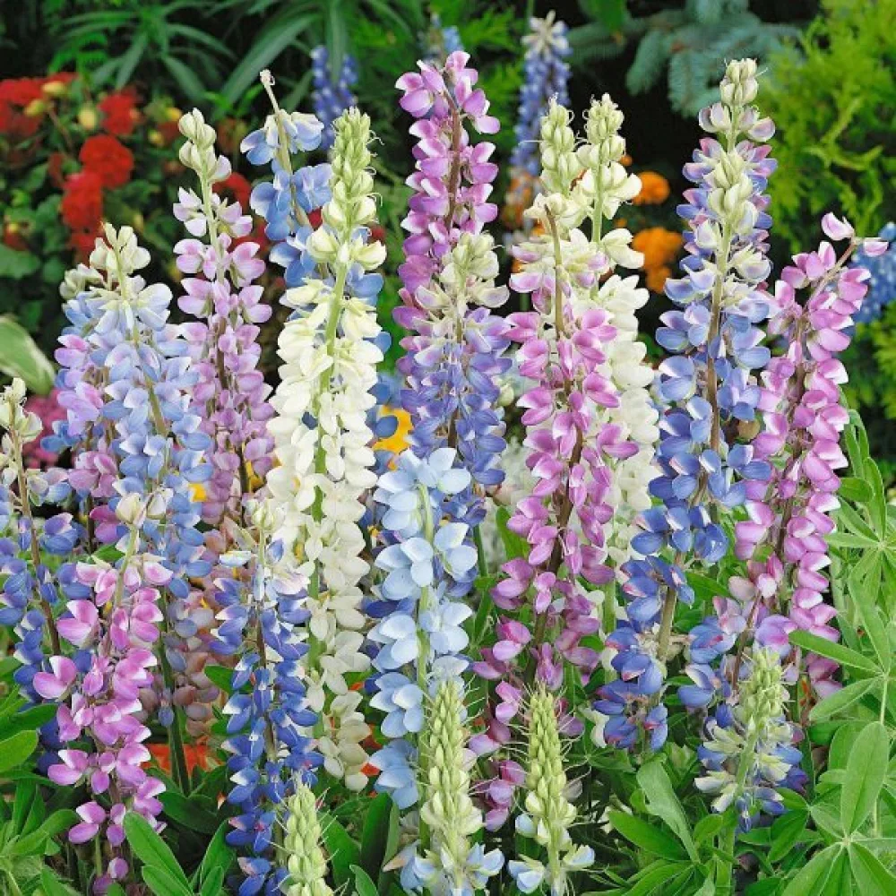 Lupin – mix