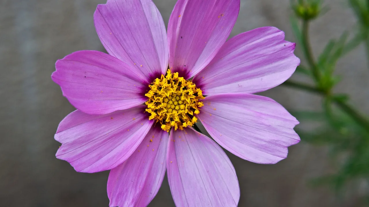 Rosa rosenskärablomma