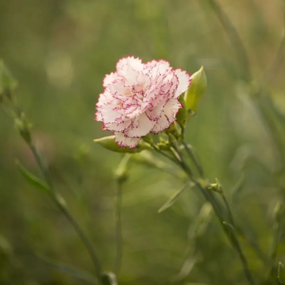 Nejlika Chabaud 'Benigna'
