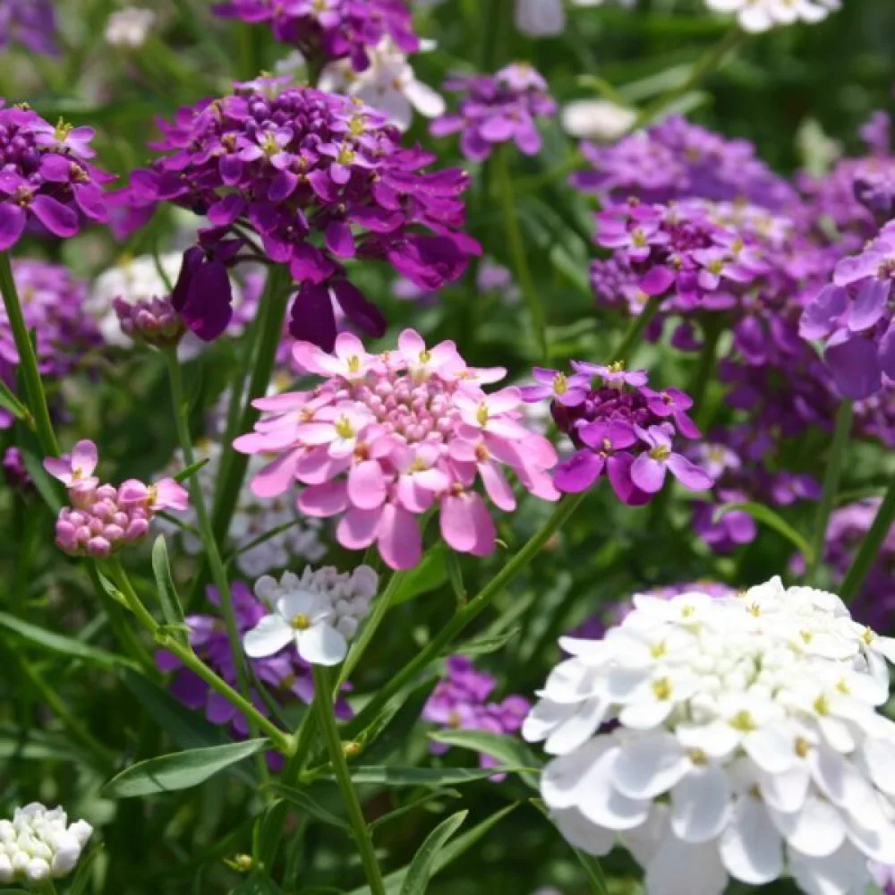 Iberis 'Fairy Bouquet' – mix
