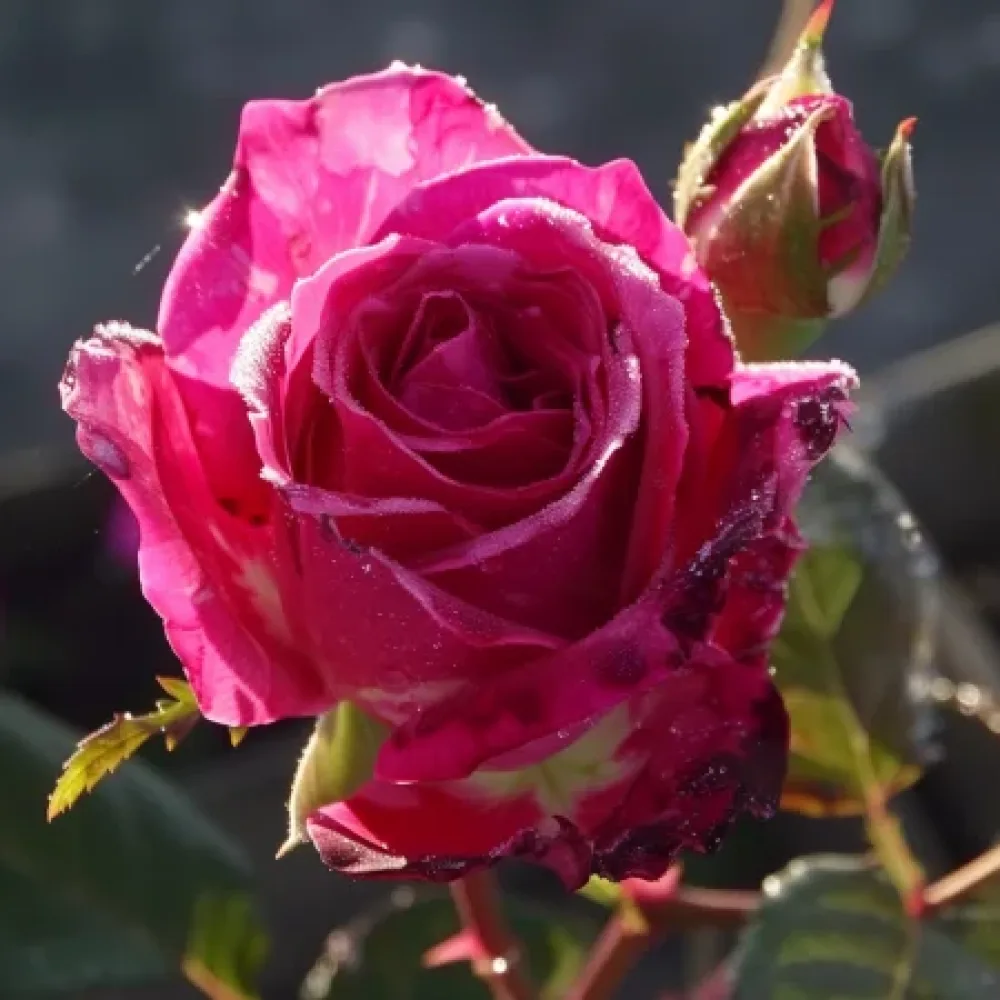 Ros 'Dancing Petal' – barrotad