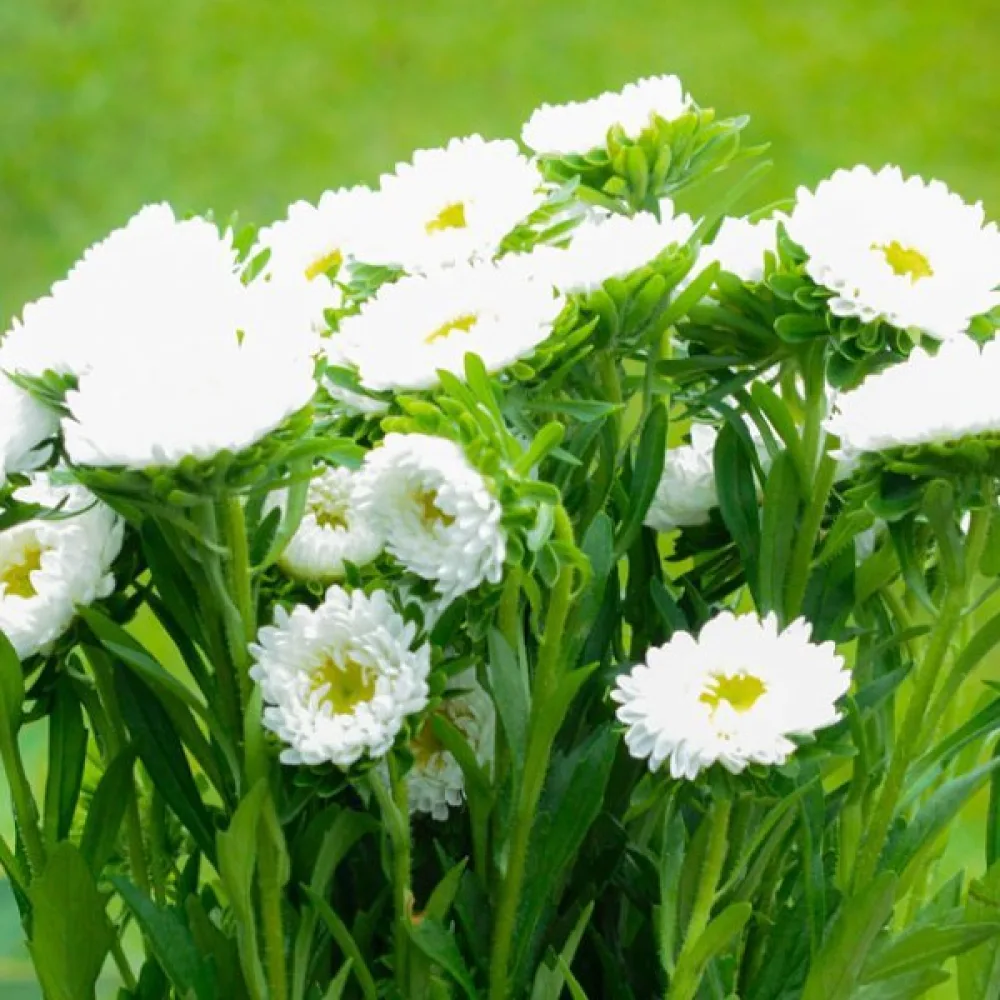 Sommaraster 'Baronesse' – vit