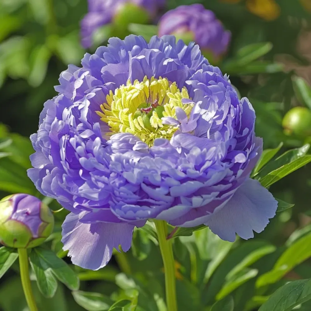 Sommaraster – pionblommig, ljusblå