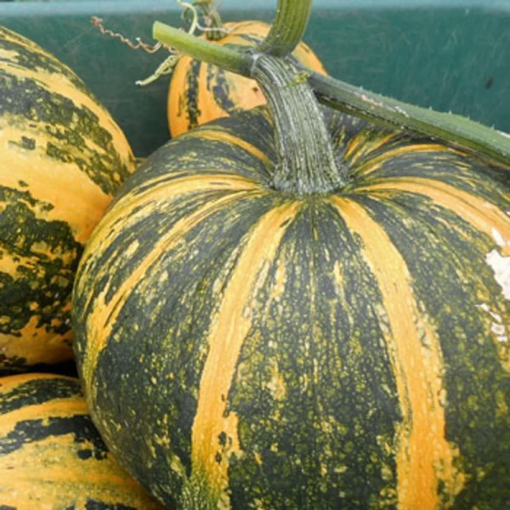 Kärnpumpa 'Lady Godiva'