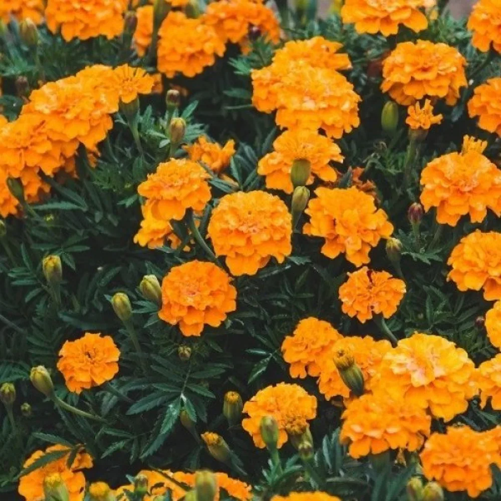 Fransk tagetes 'Valencia'