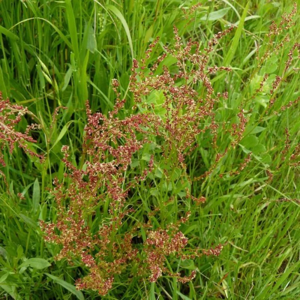 Bergsyra