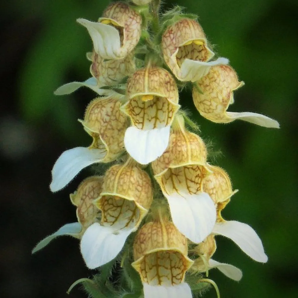 Grekisk fingerborgsblomma