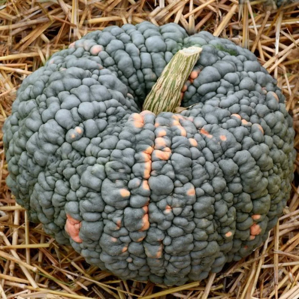 Pumpa 'Marina di Chioggia'
