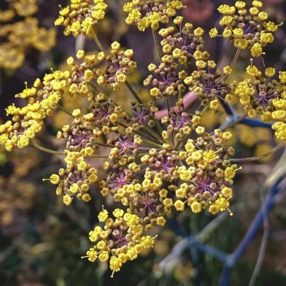 Fänkål med aromatiska blad