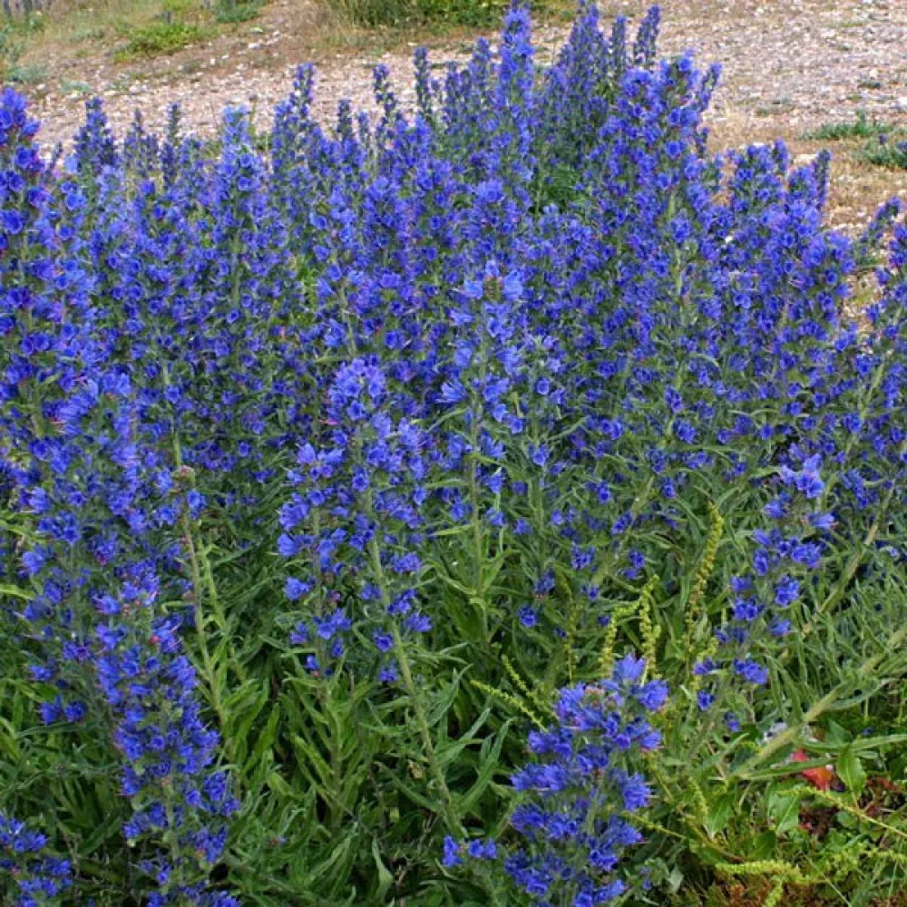Blåeld Echium plantagineum, blå