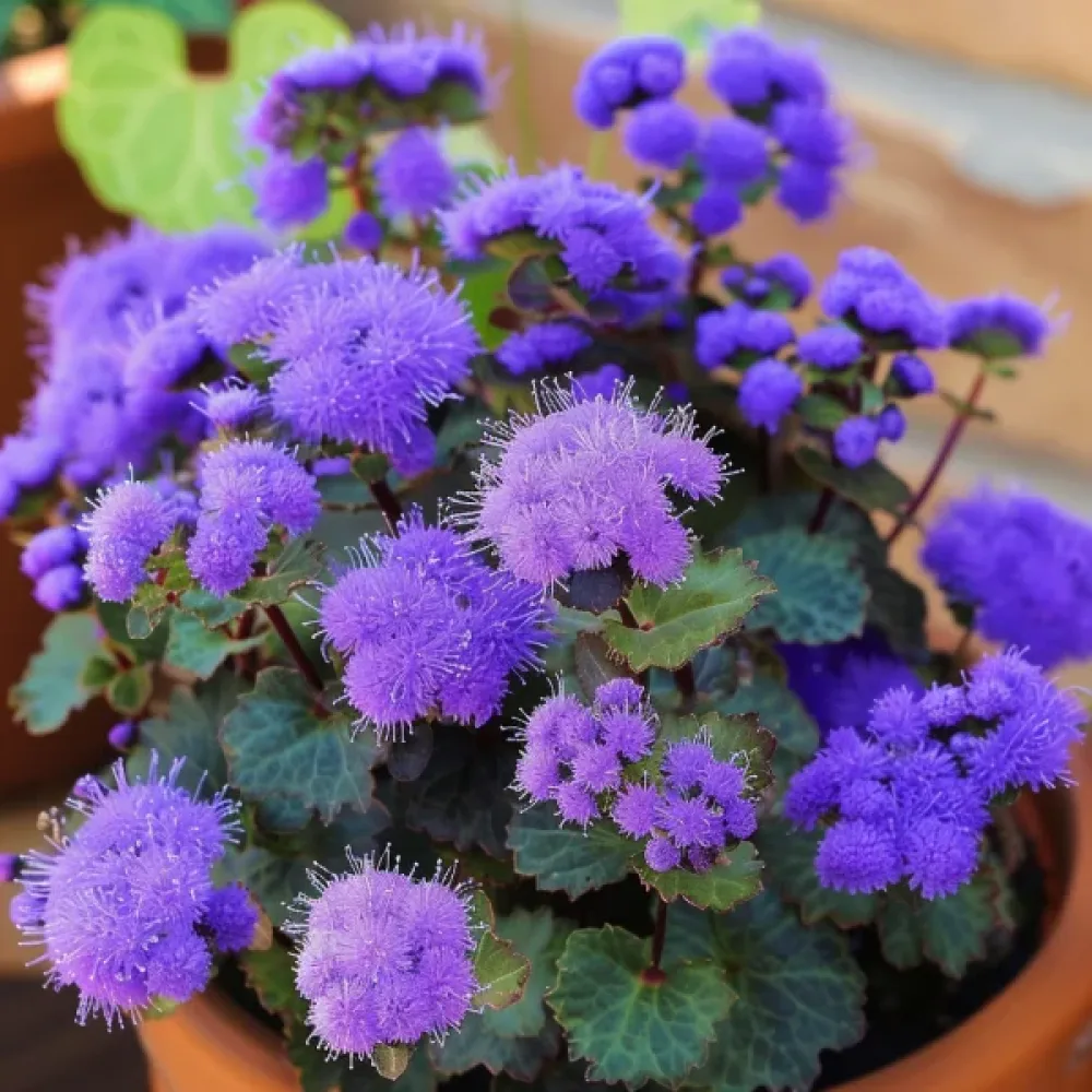 Ageratum, blå
