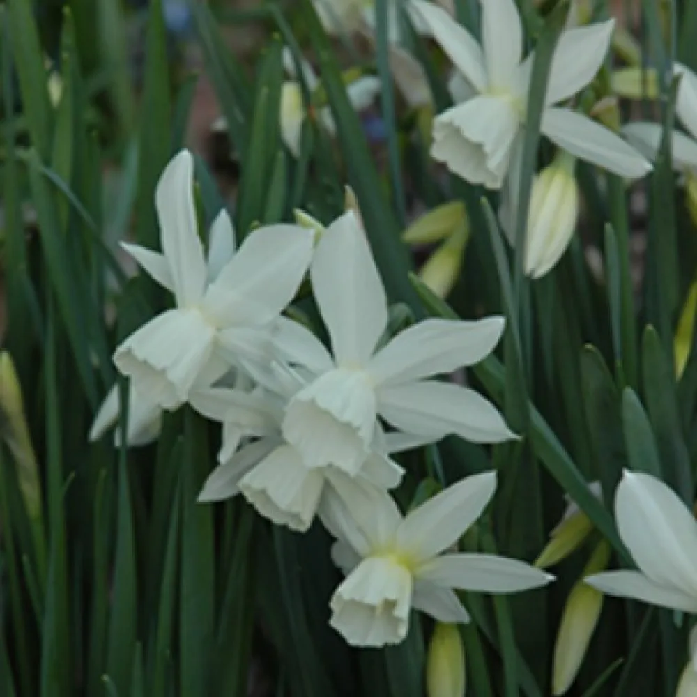 Narciss 'Tresamble'