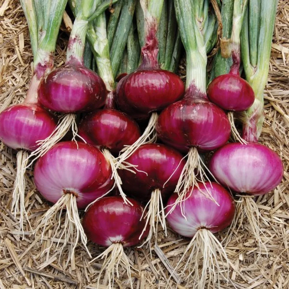 Matlök 'Red Baron'