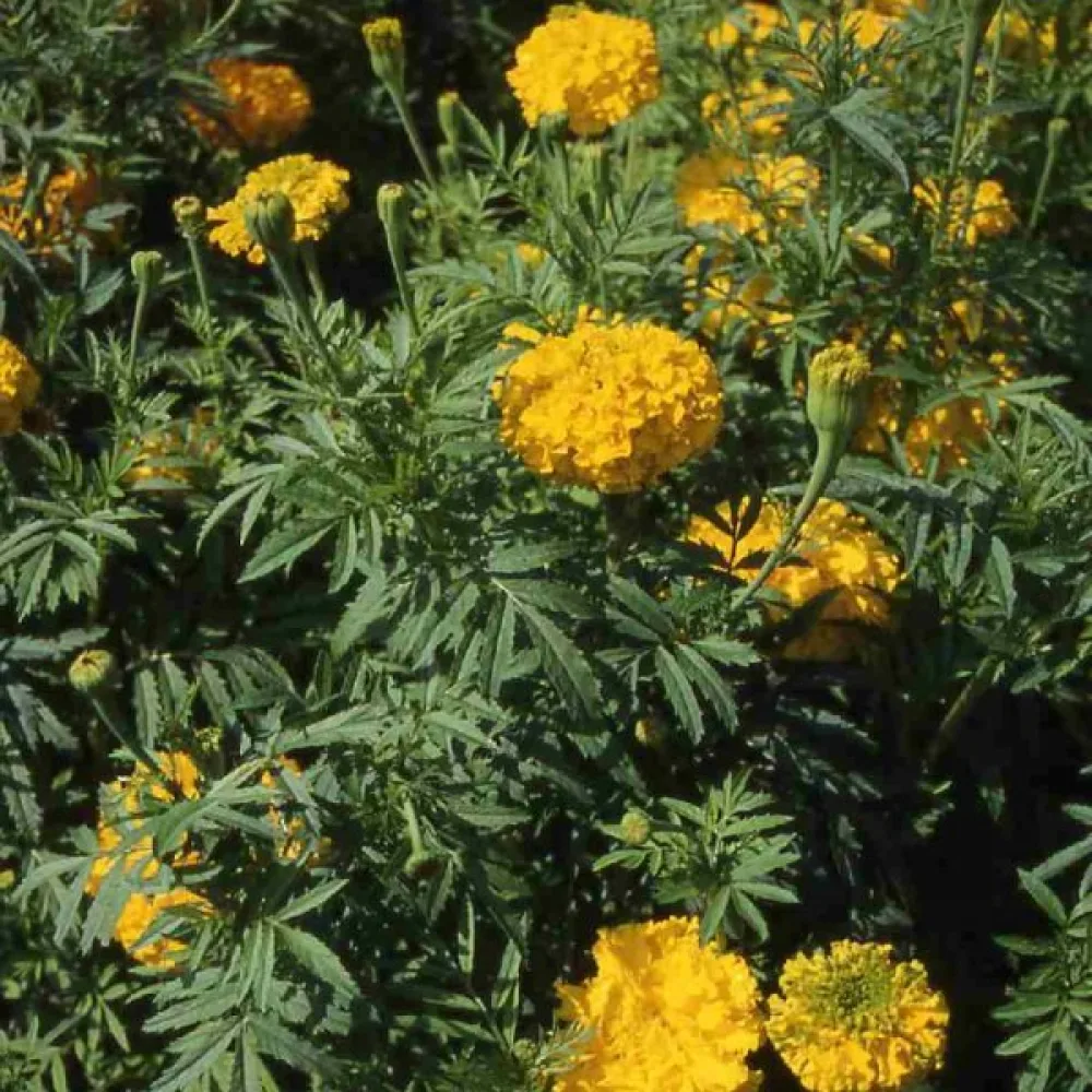 Afrikansk tagetes 'Sierra Gold'