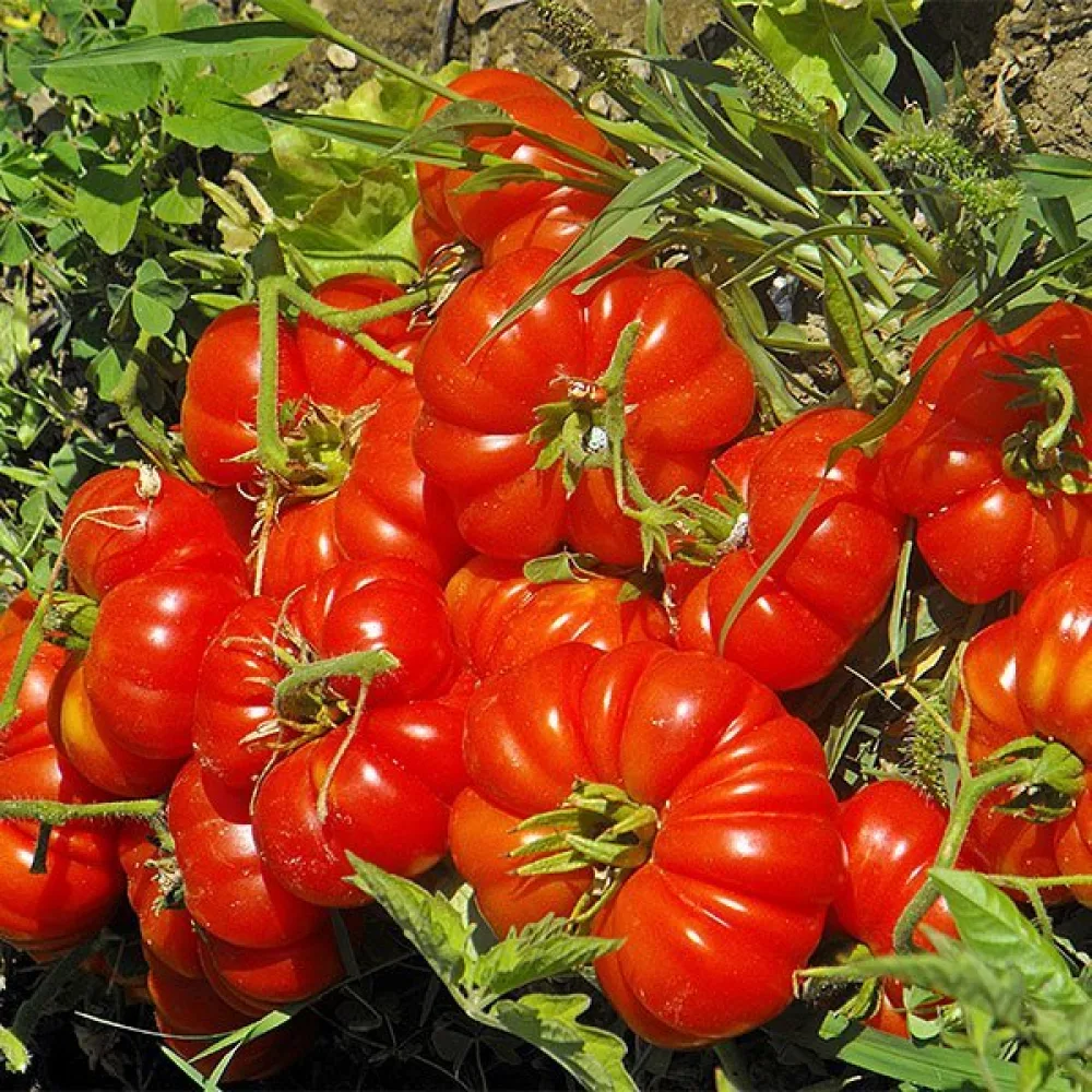 Tomat 'Pantano Romanesco'