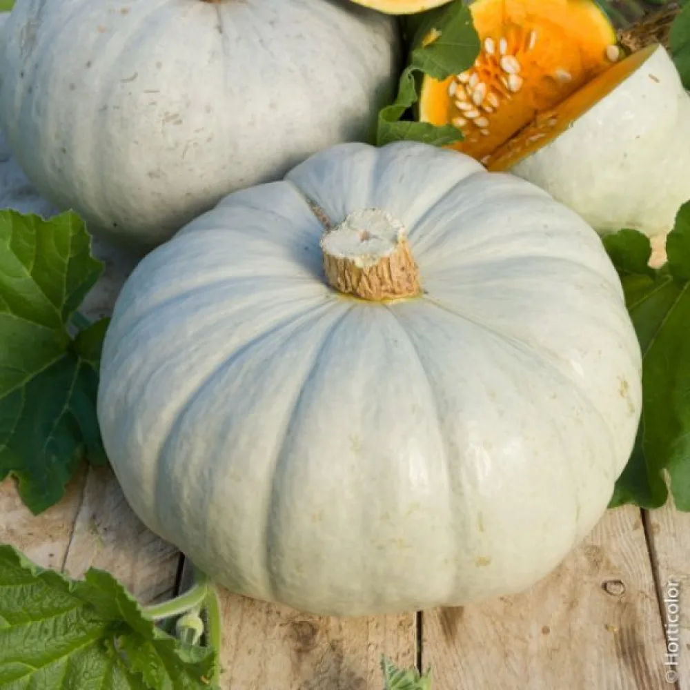 Pumpa 'Bleu de Hongrie'
