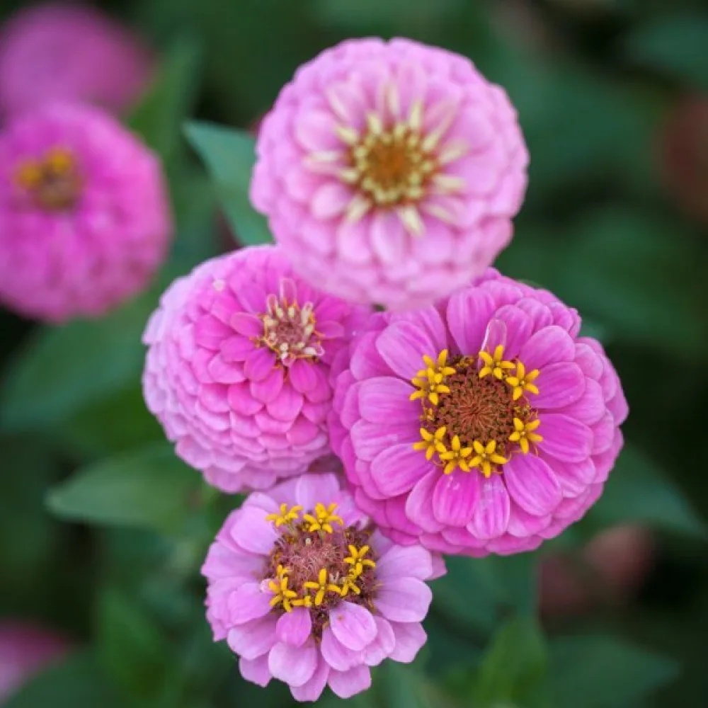 Zinnia 'Lilliput Rose Gem'