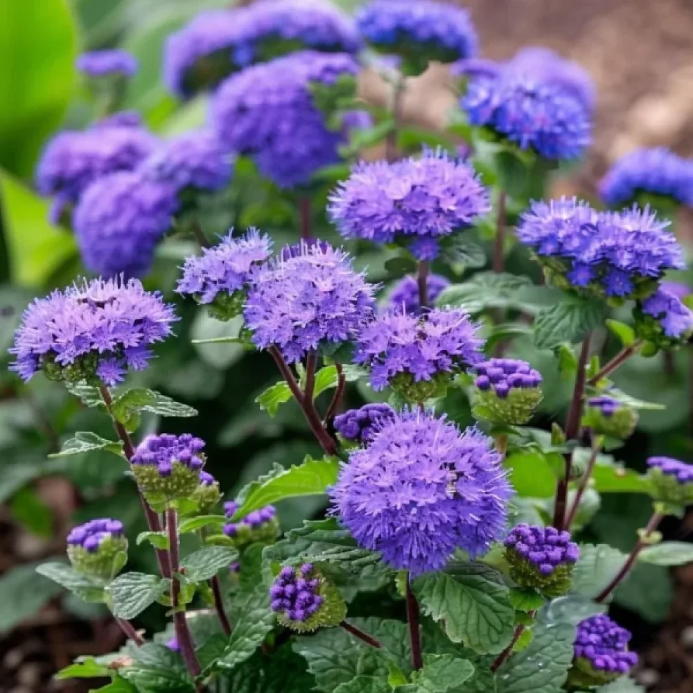Leverbalsam 'Blue Ball'