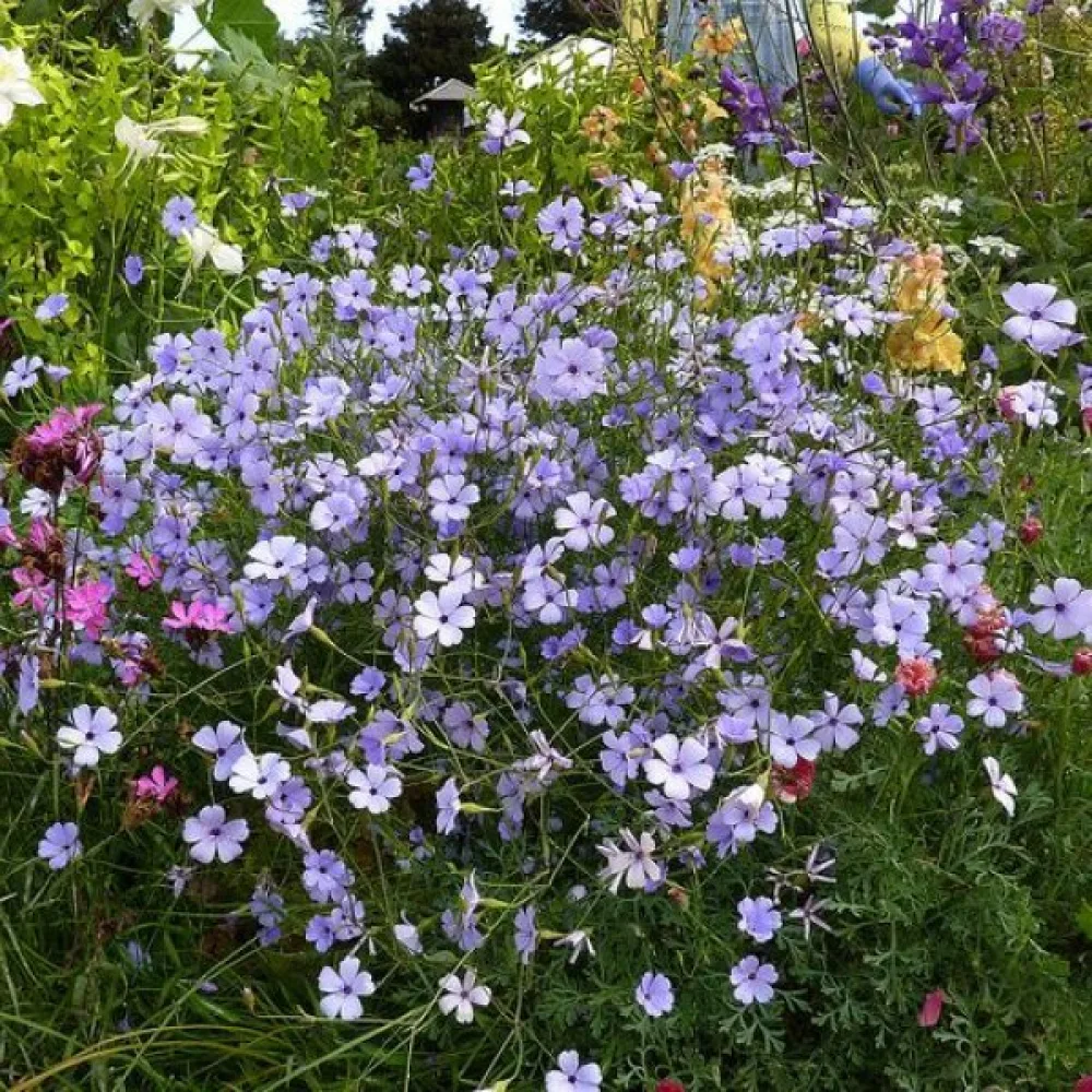 Viskaria 'Blue Pearl'