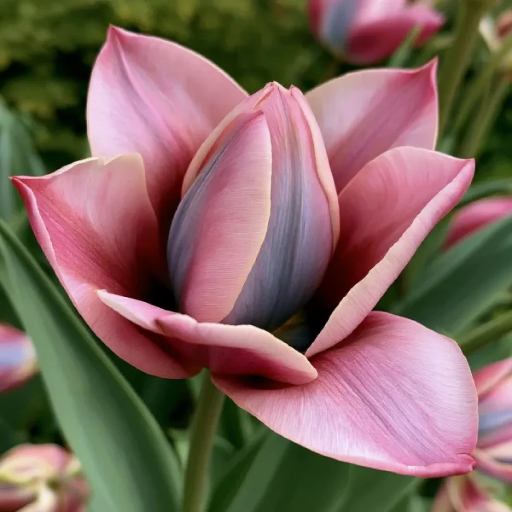Tulpan 'Danique'