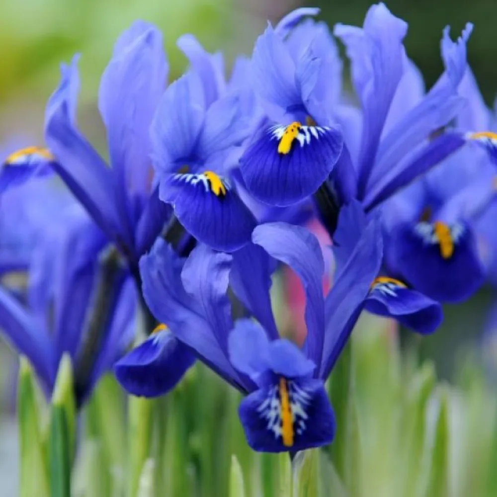 Iris 'Harmony Reticulata'