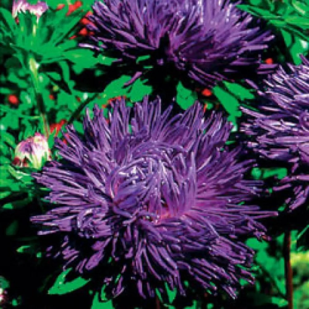 Sommaraster 'Bolero' – violett