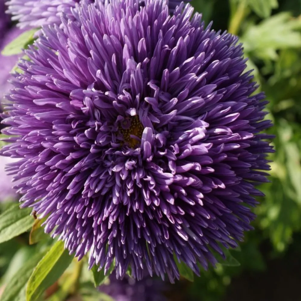 Sommaraster 'Krallen' violett