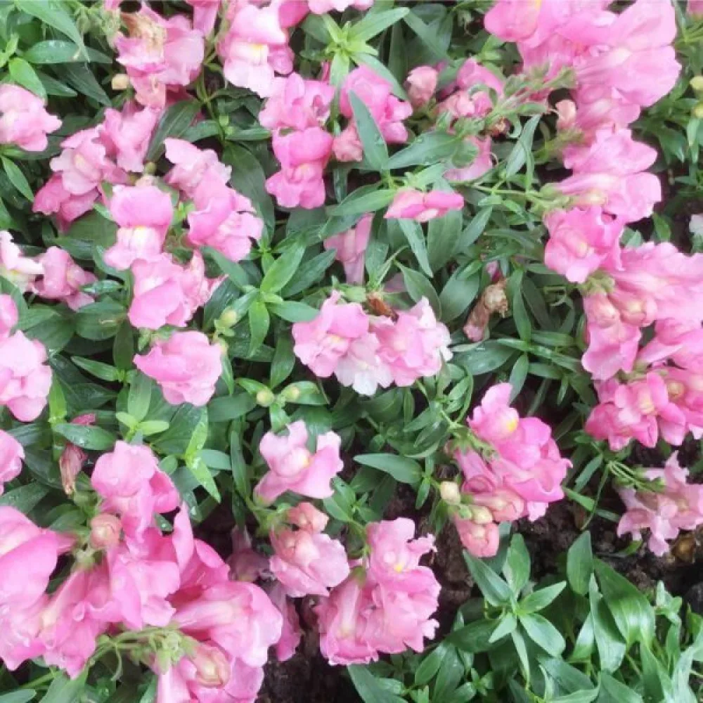Lejongap – rosa