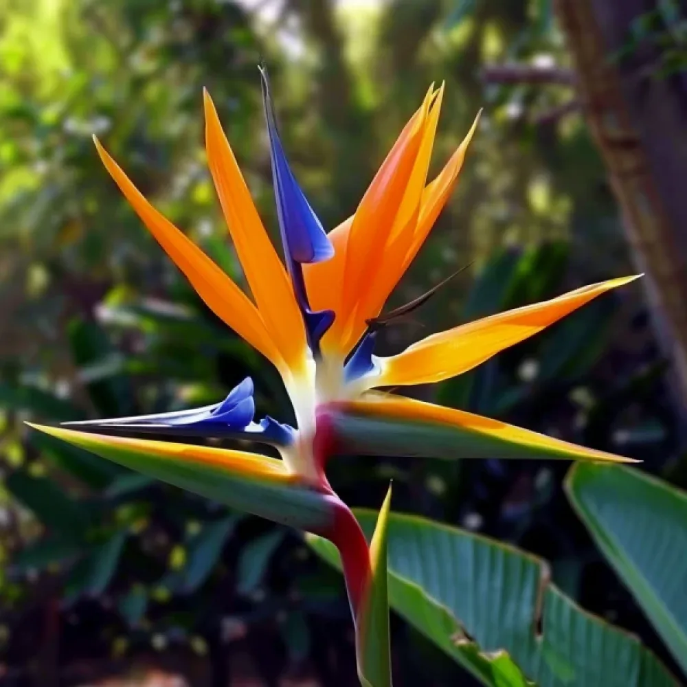 Paradisfågelblomma Strelitzia reginae