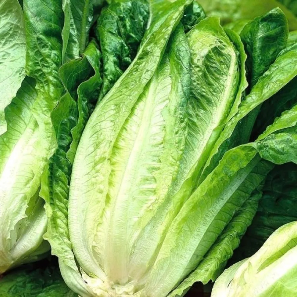Romansallad 'Lentissima a Montare'