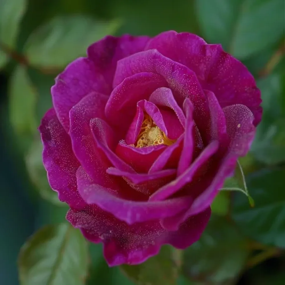 Ros 'Bright Tenderness' – barrotad