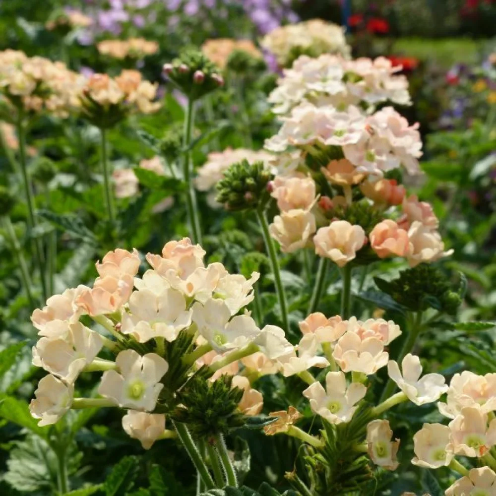 Verbena 'Peaches & Cream'