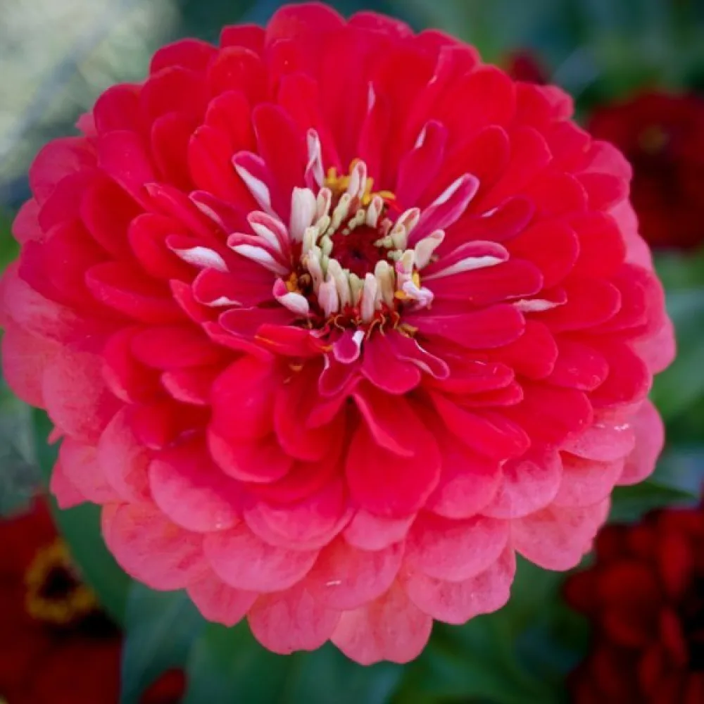 Zinnia 'Super Yoga Carmine'