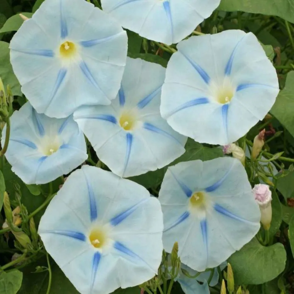 Blomman för dagen 'Ismay'