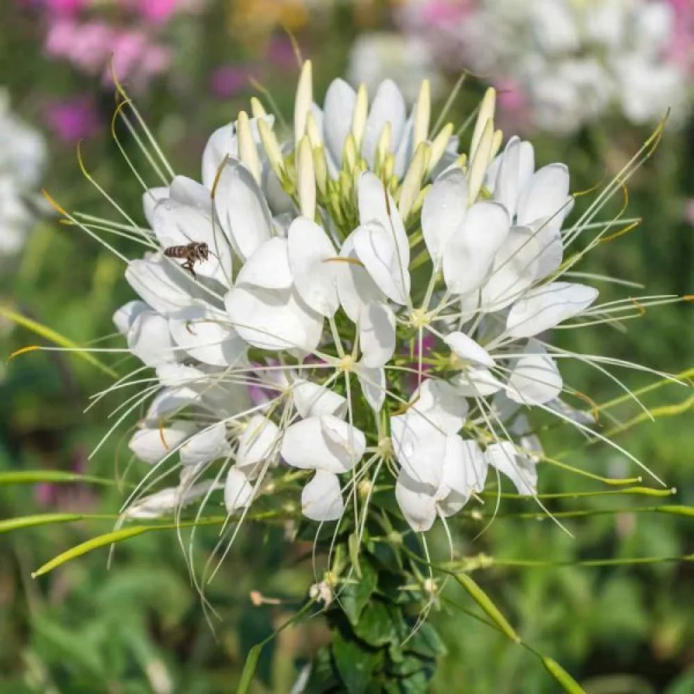 Paradisblomster 'White Queen'
