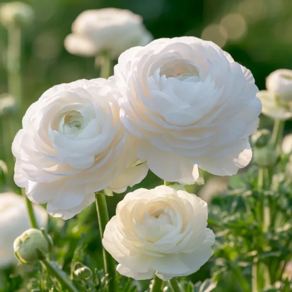 Ranunkel 'White Tomer'