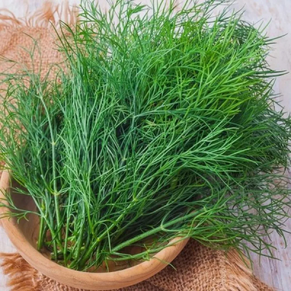 Dill 'Ambrozja'