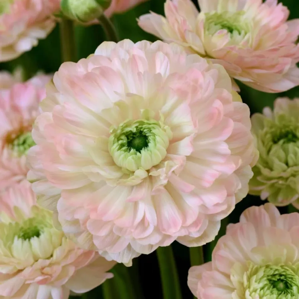 Anemon 'Levante Rosa Chiaro Double'